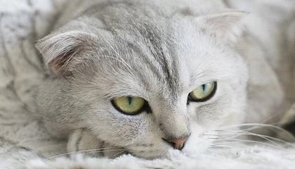 爱游戏官网充值-上海男篮迎来新主教练，战术大调整，上海男篮最新主教练