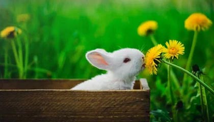 爱游戏全站app注册-球队内部风波：某俱乐部管理层引发众怒，球队管理方案