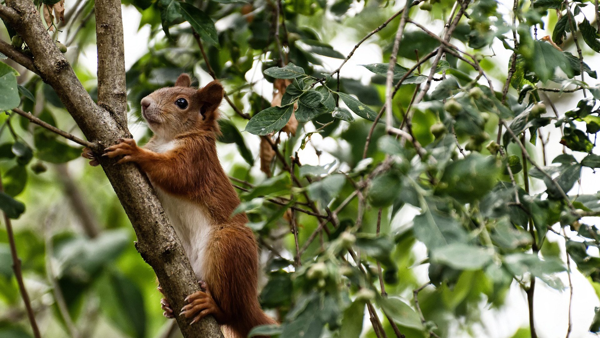 爱游戏官方-决赛焦点之一：贾瓦迪挑战世界强者，贾亚瓦德纳