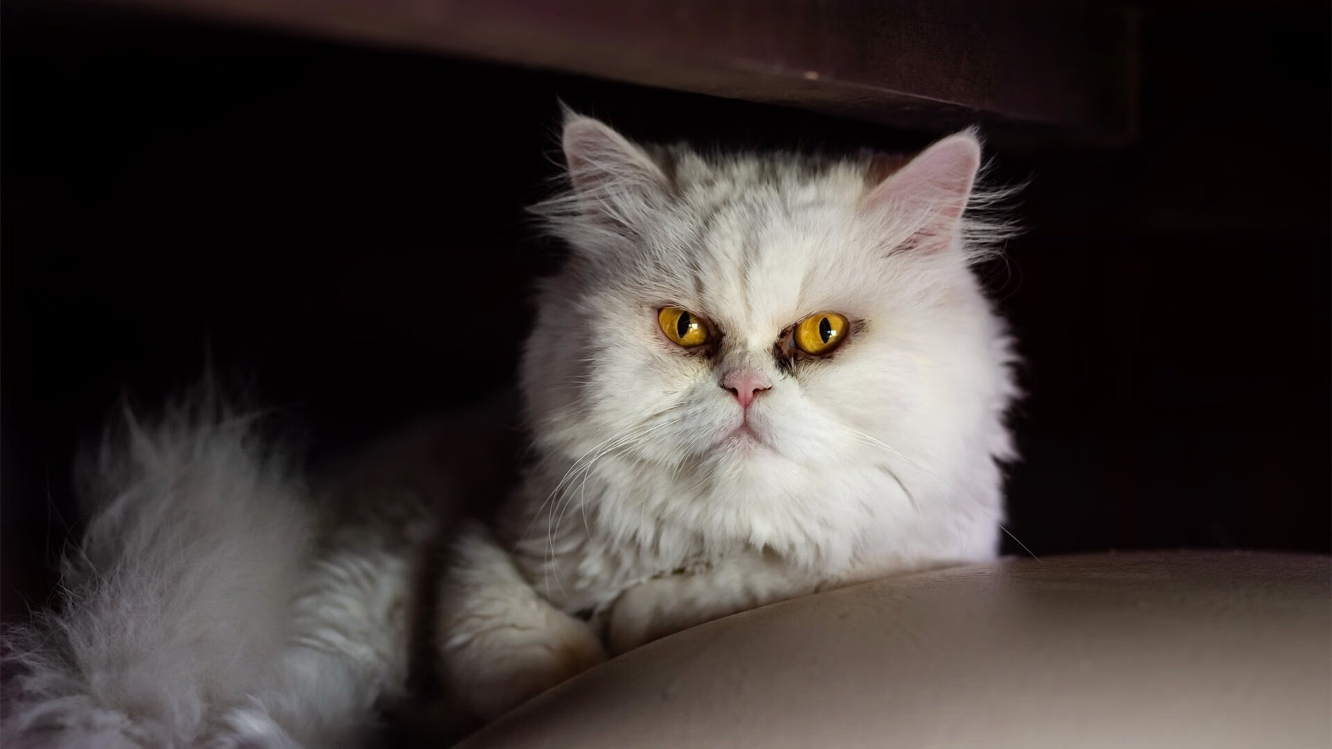 AYX GAME-城市德比再次上演两队对攻激烈裁判频频介入保持比赛秩序，cba京城德比