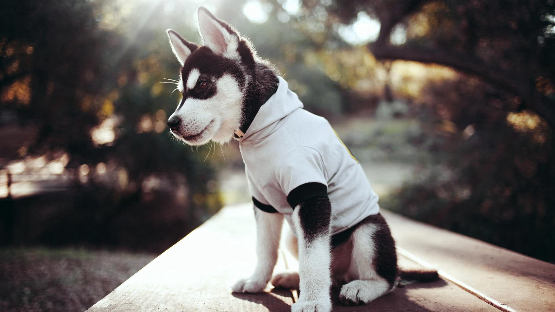 爱游戏娱乐平台-校园足球联赛首次引入分区积分制促进区域交流，校园足球比赛如何分组