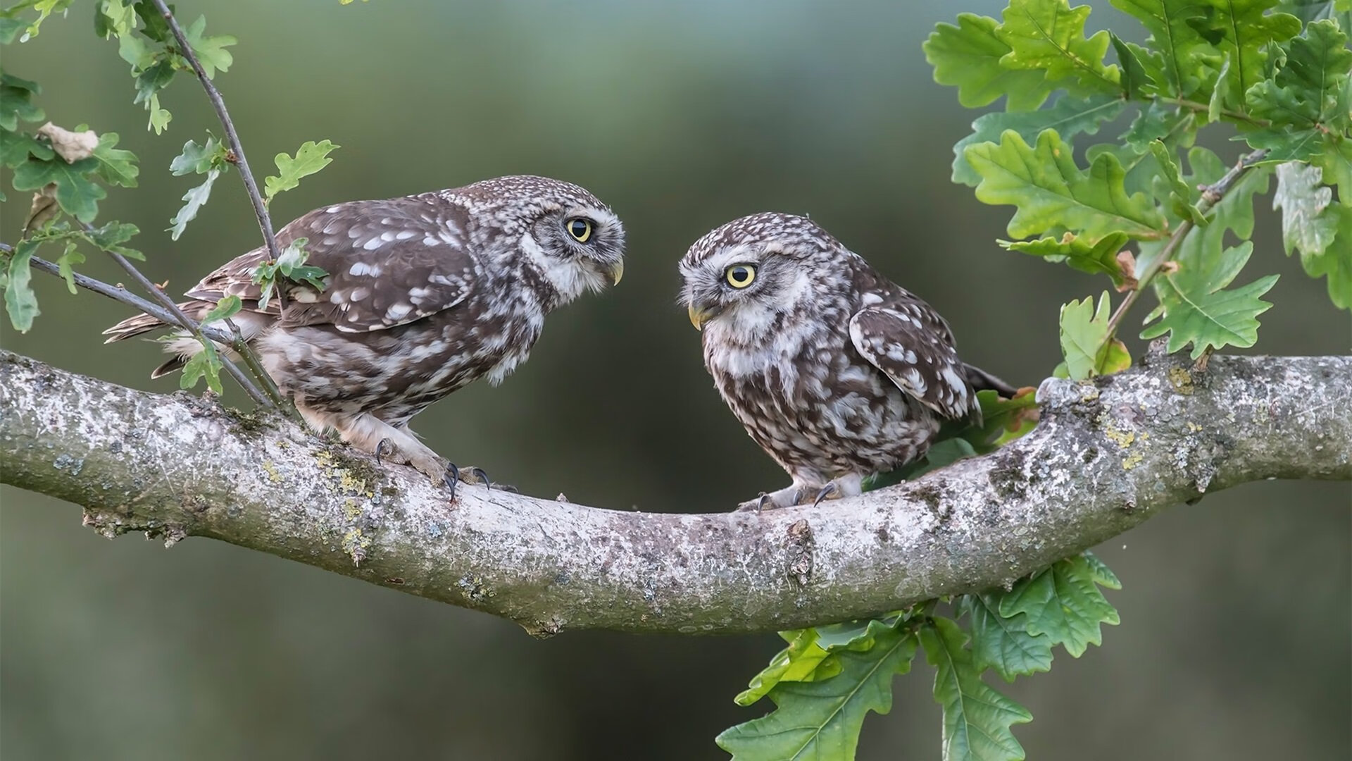 爱游戏平台-男篮中锋专项训练课程启动加强对抗与低位技术学习，中锋 篮球