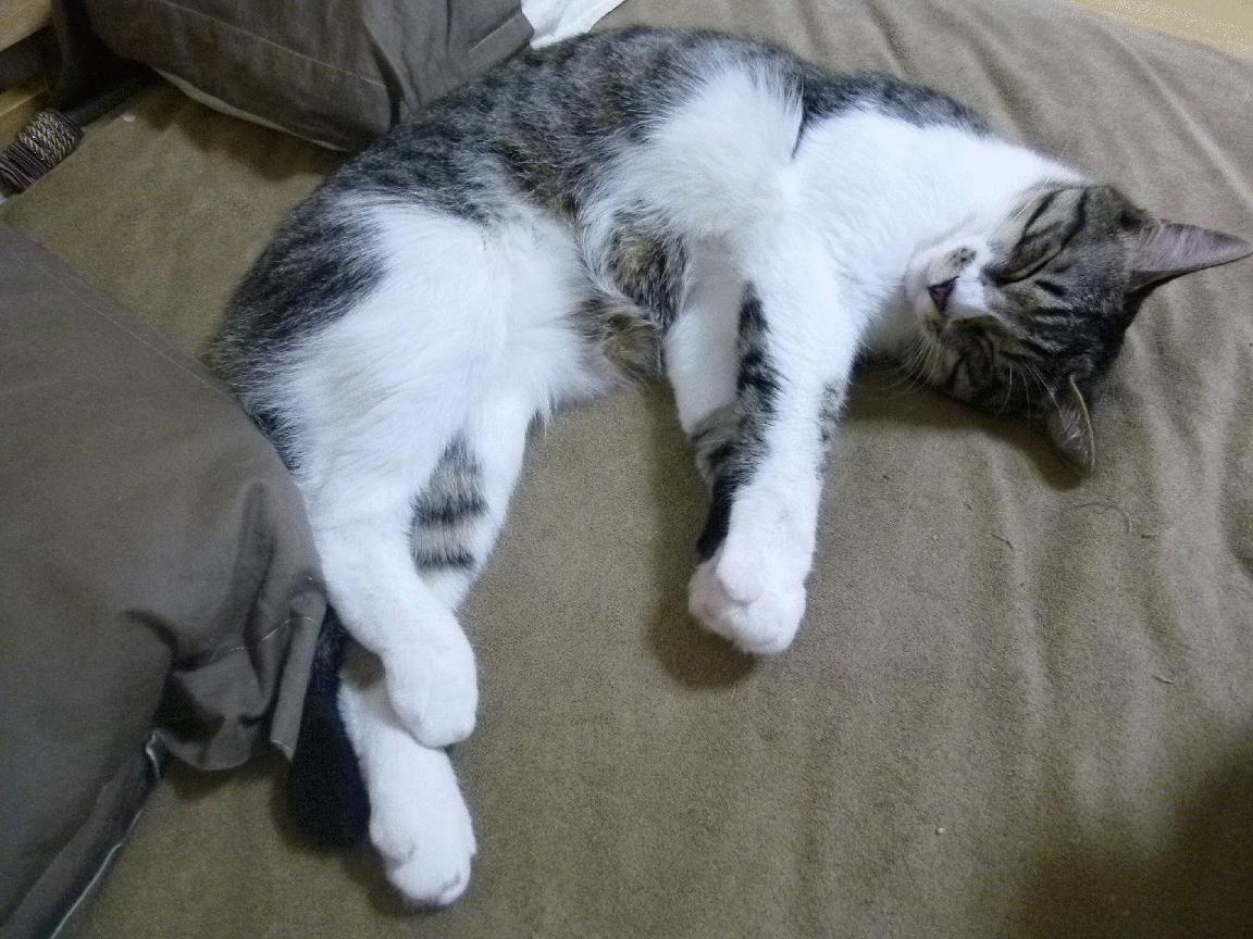 爱游戏中国官方网站平台-苏炳添称竞技状态来自长年积累沉淀，苏炳添成功晋级